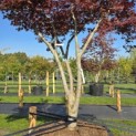Acer palmatum 'Bloodgood' - 3