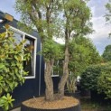 Quercus Suber - 4