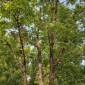 Acer griseum - 2