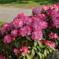 Rhododendron Yakusmanum'Marlis' - Foto 5