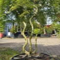 Acer palmatum 'Emerald Lace' - 7