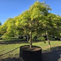 Acer palmatum 'Dissectum' - 2