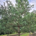 Pinus sylvestris - 2