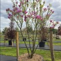 Magnolia 'Susan' - 6