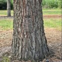 Sequoiadendron giganteum - Foto 4