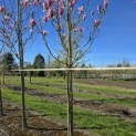 Magnolia 'Heaven Scent' - Foto 3