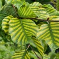Fagus sylvatica 'Striata' - 4