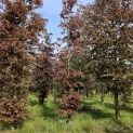 Fagus sylvatica 'Atropunicea' - 6