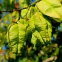 Koelreuteria paniculata - 1