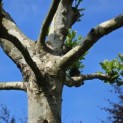 Platanus x hispanica - Foto 2