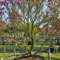 Magnolia 'Susan' - 2