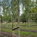 Salix x sepulcralis 'Chrysocoma' - Foto 1