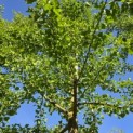 Ginkgo biloba -  mei 2026