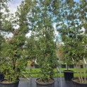 Quercus ilex - 5