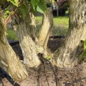 Heptacodium miconioides - 4