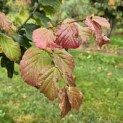 Parrotia persica - 1