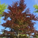 Fagus sylvatica 'Atropunicea' - mei 2026