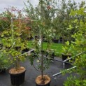 Malus domestica 'Maypole' - Foto 2