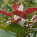 Malus domestica 'Maypole' - Foto 3