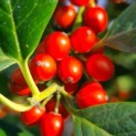 Ilex 'Nellie R. Stevens' - impressie bessen