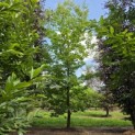 Castanea Sativa - 2