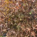 Acer palmatum 'Trompenburg' - 1