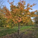 Parrotia persica 'Bella' - 1