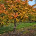 Parrotia persica 'Bella' - 2