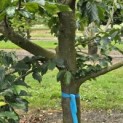 Parrotia persica 'Bella' - Foto 5