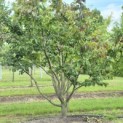 Parrotia persica - 2