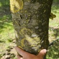 Fagus sylvatica 'Atropunicea' - 2