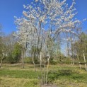 Amelanchier lamarckii - 4