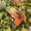 Parrotia persica - Foto 2