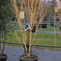 Acer palmatum 'Bi-hoo' - 1