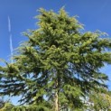 Cedrus deodara 'Aurea' - 4