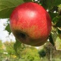 Malus domestica 'Elstar'