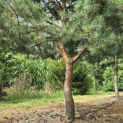 Pinus sylvestris - Foto 4