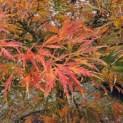 Acer palmatum 'Dissectum' - 5