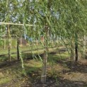 Salix x sepulcralis 'Chrysocoma' - Foto 2
