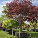 Acer palmatum 'Trompenburg' - 2