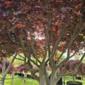 Acer palmatum 'Bloodgood' - 2