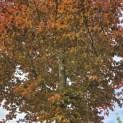 Fagus sylvatica 'Atropunicea' - 6