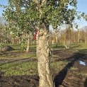 Quercus Suber - 8