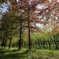 Fagus sylvatica 'Atropunicea' - 2