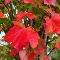 Acer rubrum 'Scanlon' - Afbeelding 2
