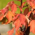 Acer griseum - herfstblad
