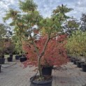 Rhus typhina 'Tiger Eyes' - 3