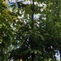 Acer Triflorum - Foto 1