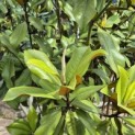 Magnolia grandiflora 'Goliath' - 5
