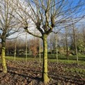 Platanus hispanica - Foto 1